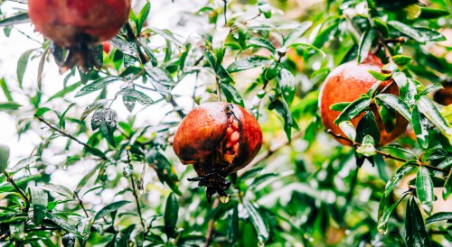 árbol con tres frutos