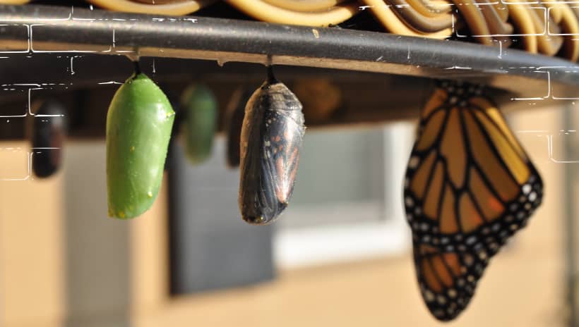 representacuón del crecimiento de la mariposa en sus tres etapas