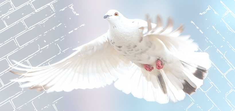 a white dove in mid flight