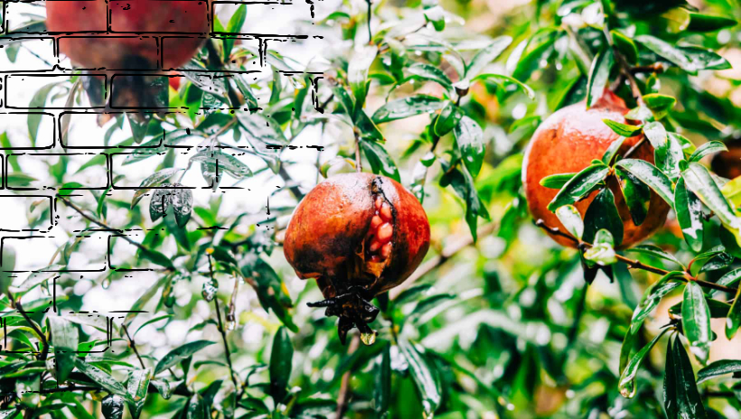 árbol con tres frutos