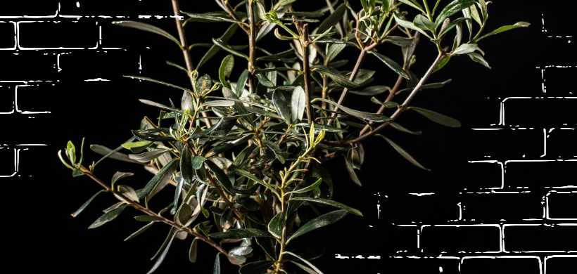 una planta de olivos